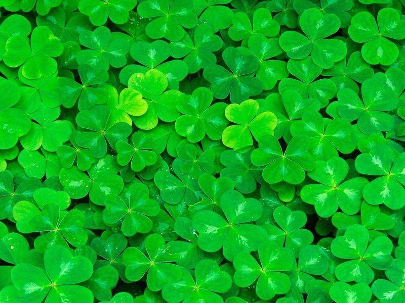 在日本则认为会得到幸福,所以又称幸运草